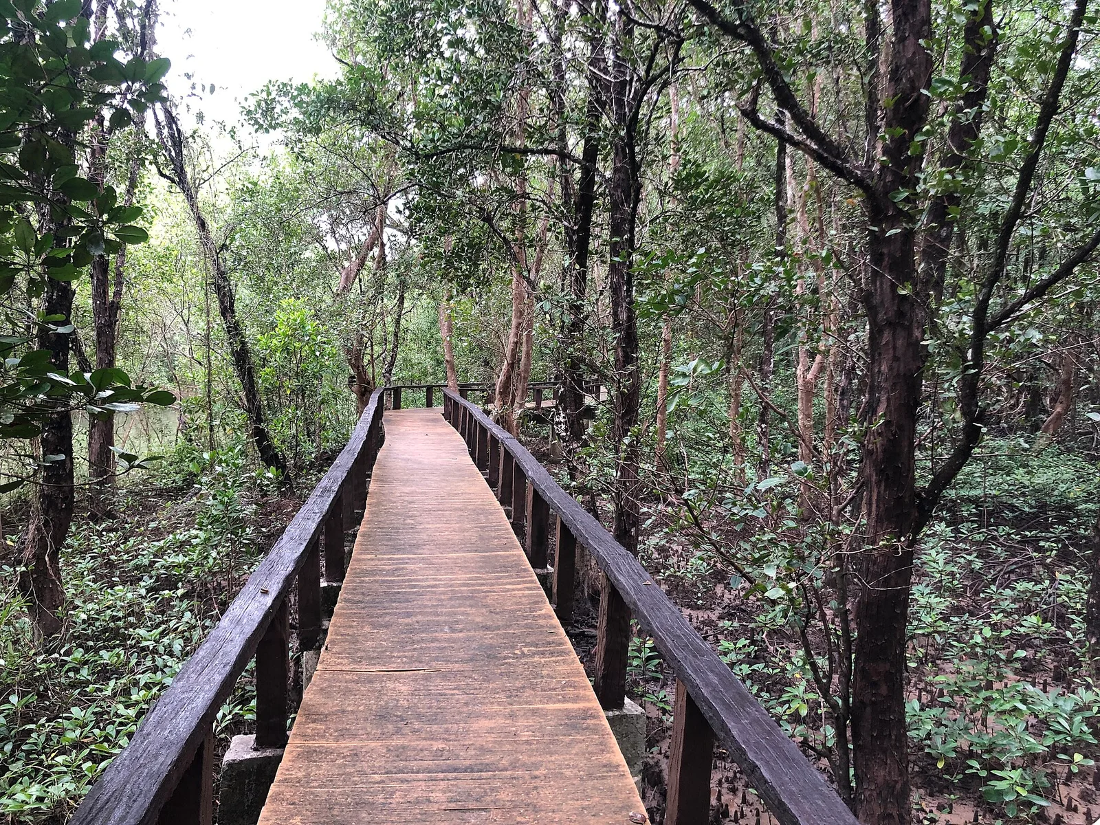 Passerelle dans la mangrove — sentier de mangrove d’Ao Phang-nga