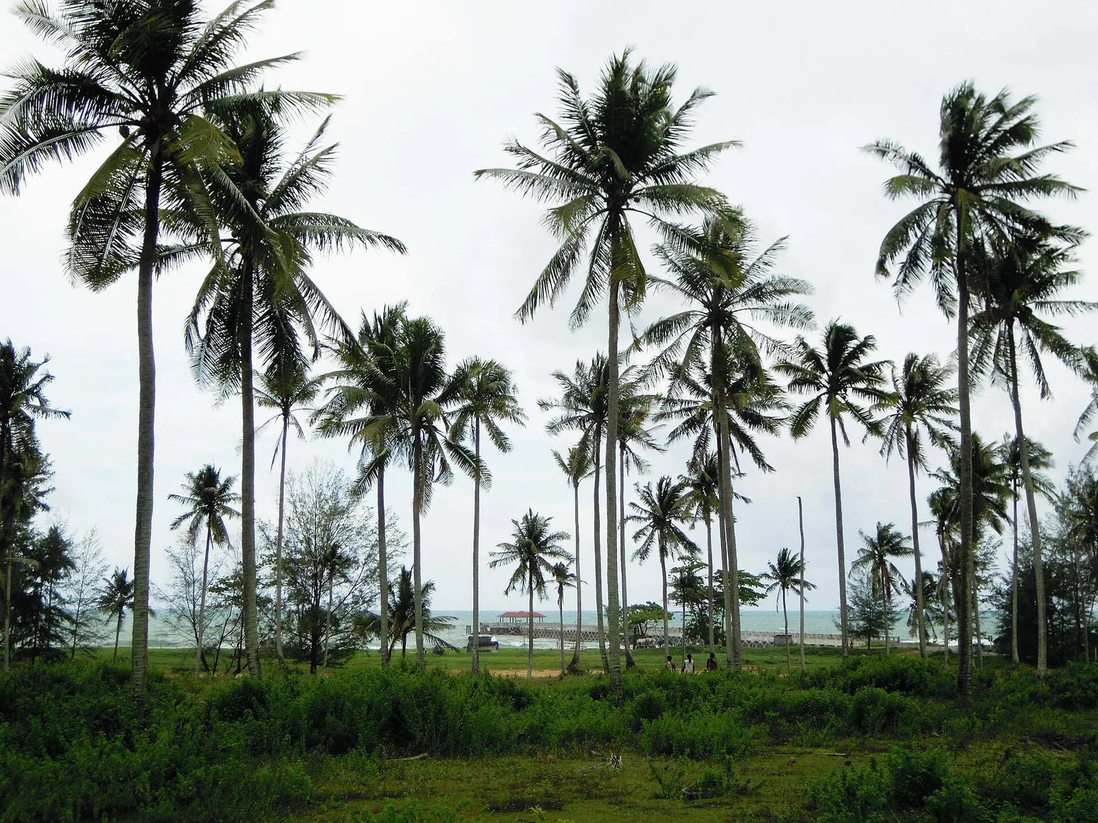 Cocotiers près du rivage — Natai Beach