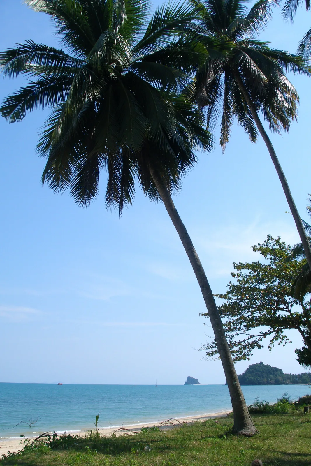 Geneigte Palme am Ufer — Koh Yao Noi